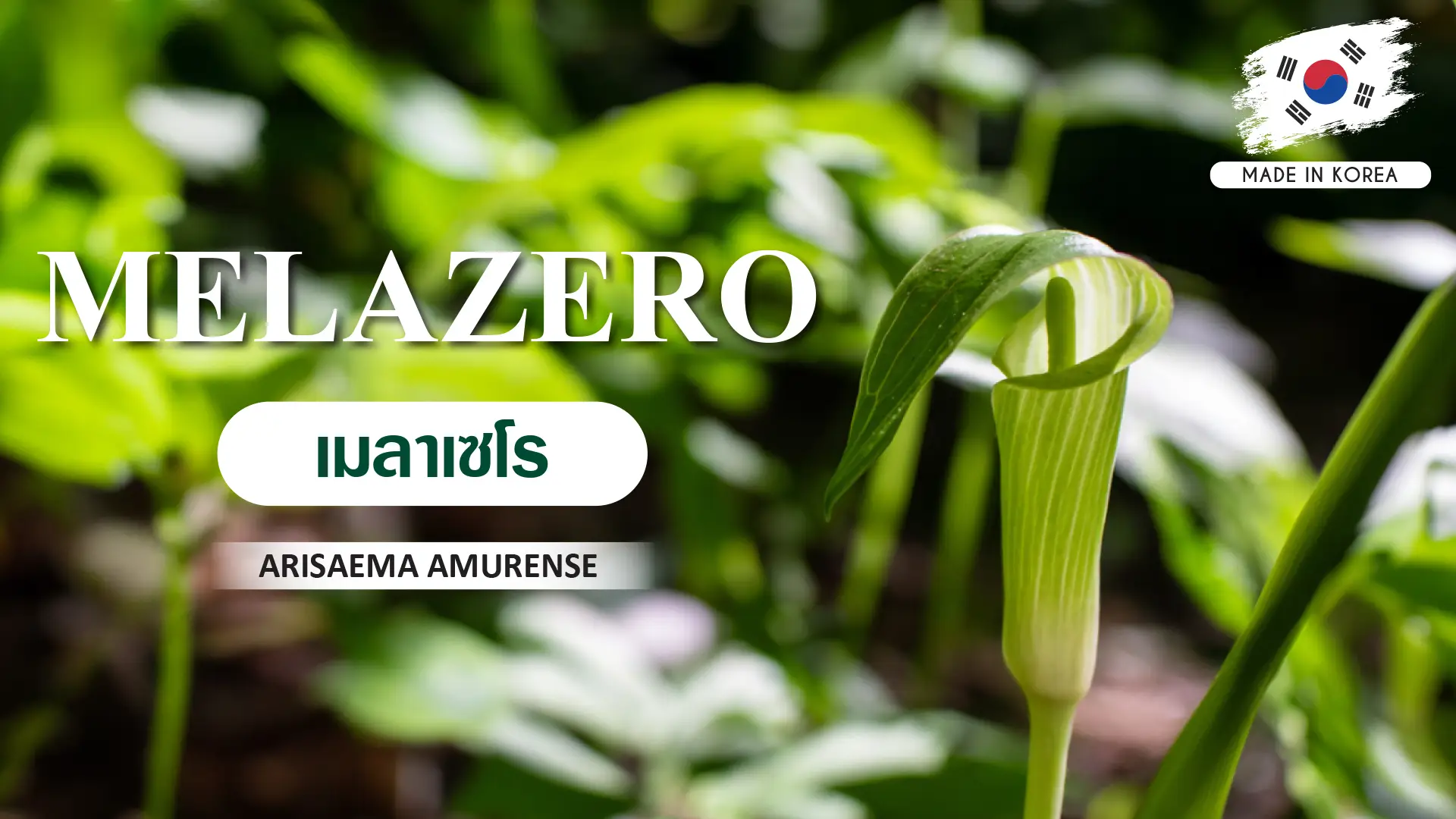 สารสกัดจากพืชที่มีชื่อว่า Arisaema Amurense