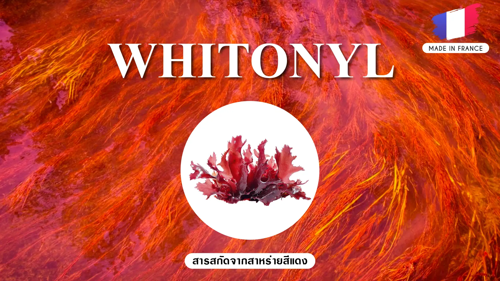 WHITONYL